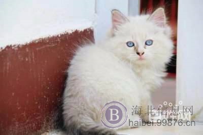 自家饲养精品赛级纯血统布偶猫cfa证书海豹双色流星