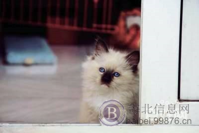 自家饲养精品赛级纯血统布偶猫cfa证书海豹双色流星