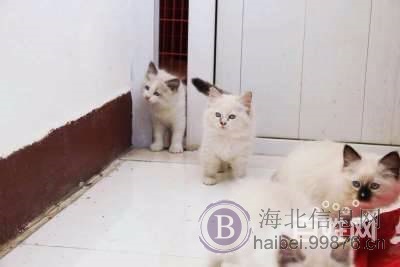 自家饲养精品赛级纯血统布偶猫cfa证书海豹双色流星