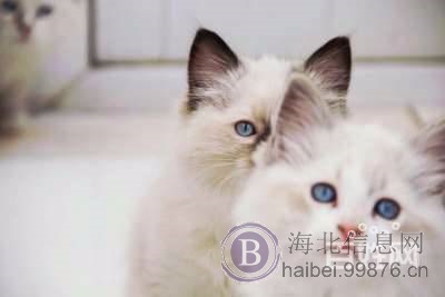 自家饲养精品赛级纯血统布偶猫cfa证书海豹双色流星