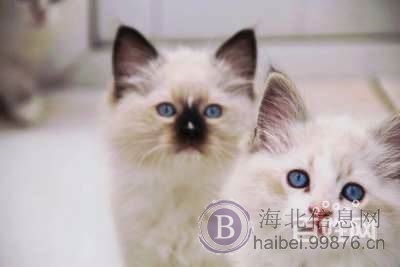 自家饲养精品赛级纯血统布偶猫cfa证书海豹双色流星