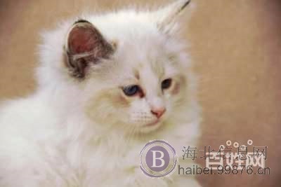自家饲养精品赛级纯血统布偶猫cfa证书海豹双色流星