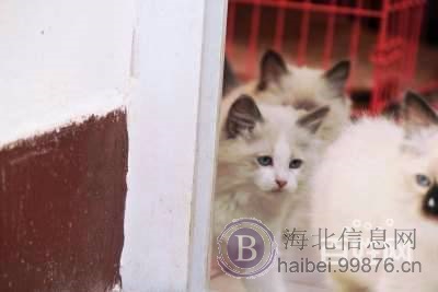 自家饲养精品赛级纯血统布偶猫cfa证书海豹双色流星