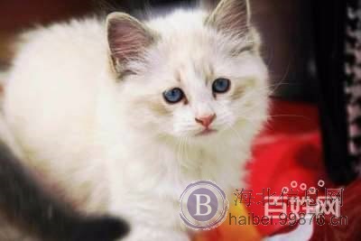 自家饲养精品赛级纯血统布偶猫cfa证书海豹双色流星